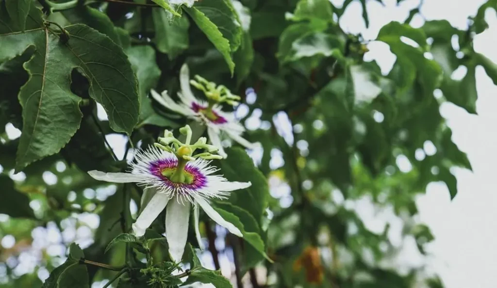 Çarkıfelek Otu Nedir? Doğanın Sakinleştirici Gücü ve Passiflora'nın Faydaları