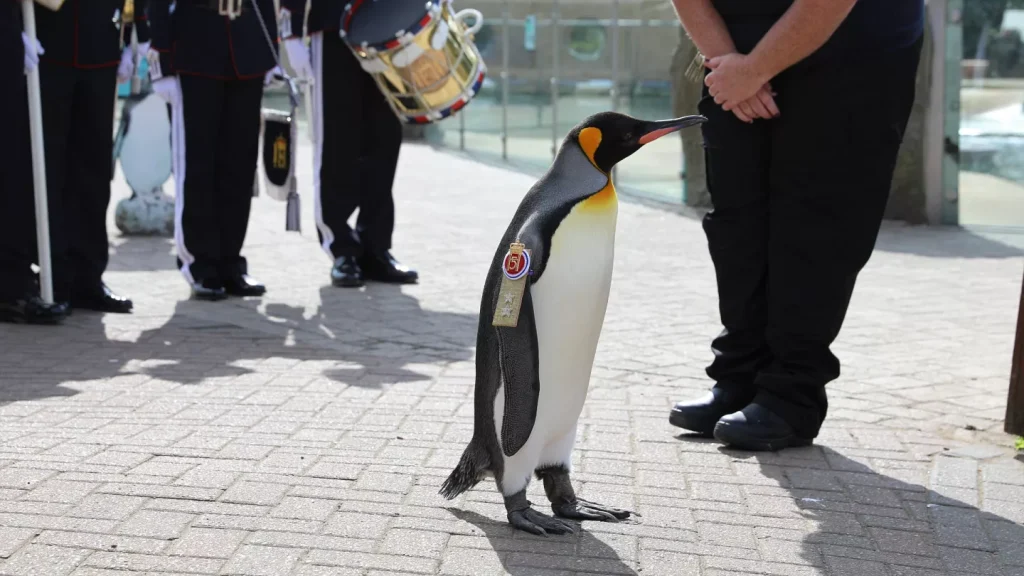 Tümgeneral Nils Olav: Norveç Ordusunun Şövalye Kral Pengueni