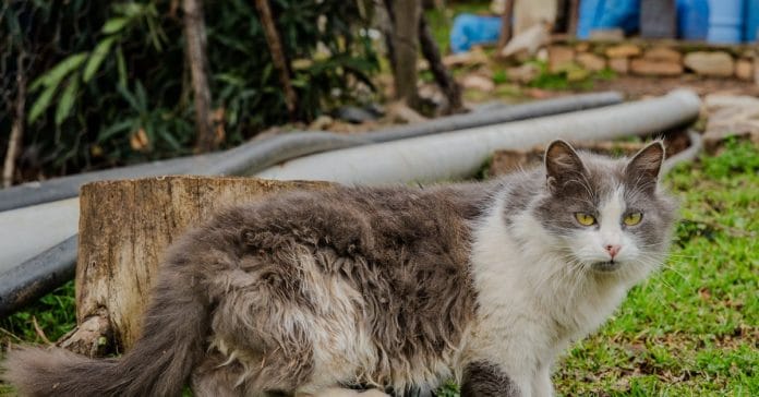 Gönül Dağı 210. Bölüm: Şok Kaza ve Sonrası Analizi