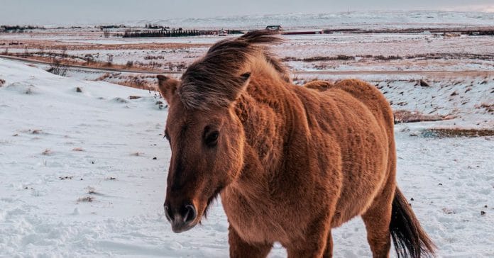 Kanada İzlanda Karşılaştırması: Yaşam, İş ve Göçmenlik Rehberi