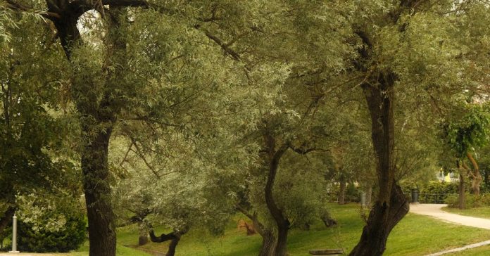 Bafra Millet Bahçesi Samsun'a Nefes Oldu