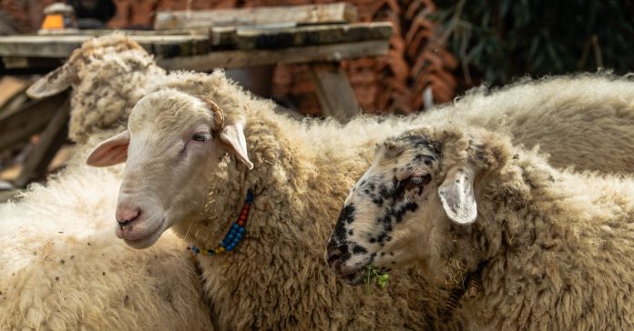 Bursa'da Vahşet: Avukat Öldürüldü, Kardeşi Yaralandı