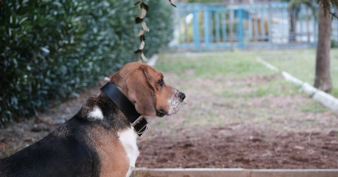 Jandarma At ve Köpekleri Zorlu Eğitimden Geçiyor