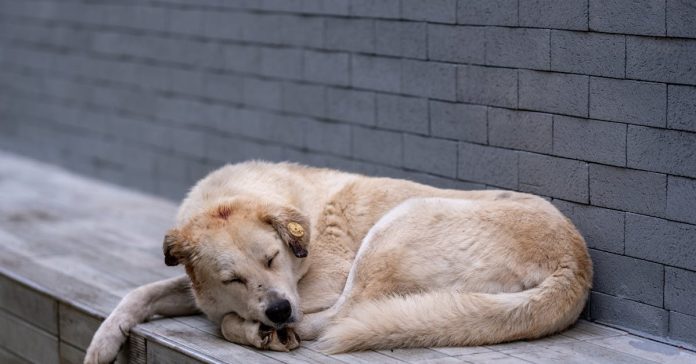 Köpek Saldırısı Sonrası 'Et Yiyen Bakteri' Şüphesi: Onur Akay Entübe Edildi