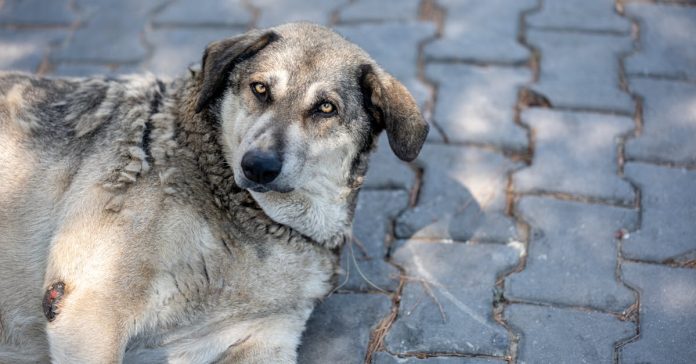 Pitbull Saldırısı Sonrası Onur Akay'ın Sağlık Durumu: Enfeksiyon Şüphesi