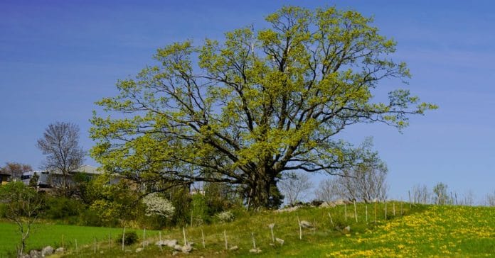 Polen Alerjisi Uyarısı: Mevsim Uzadı, Tedavi Şart!