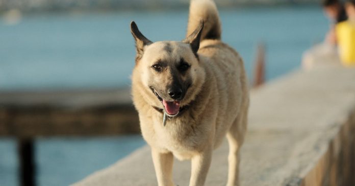 Van'daki Köpek Saldırısı: Bakan Çiftçi'den Açıklama