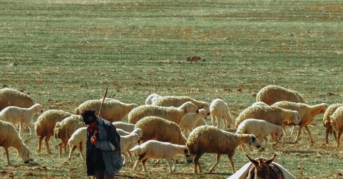 Boğayı Teras Katına Çıkardılar: Teknolojik Bir Tuhaflık mı, Geleneksel Bir Gösteri mi?