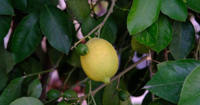 Çayına Limon Sıkanlar Dikkat: Uzman Yanlış Bildiğimizi Açıkladı