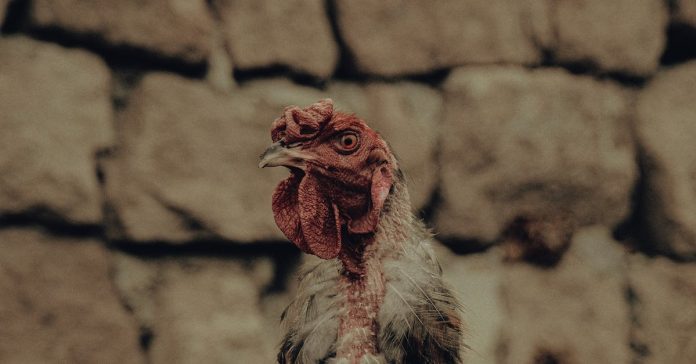 Cem Yılmaz'dan Fas Prensi Benzerliği Açıklaması: 