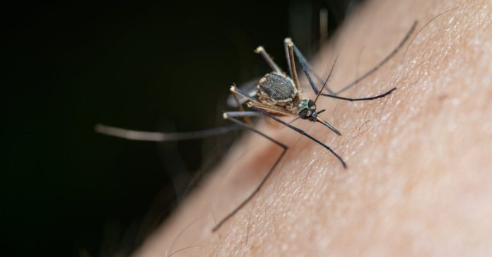 Chikungunya Ege ve Marmara'da Yayılıyor: Kırmızı Alarm