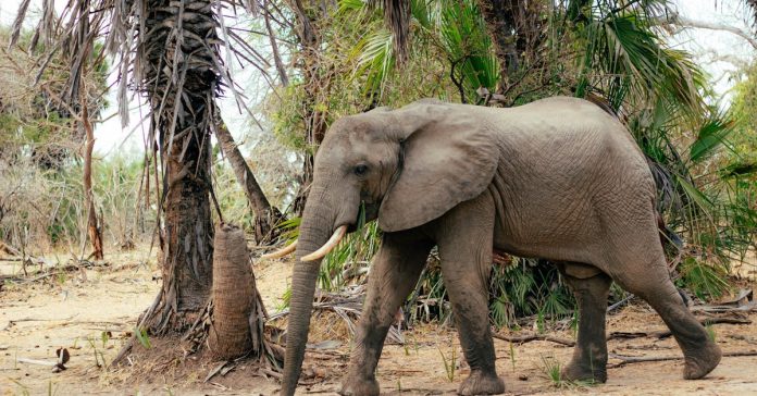 Ebola Korkusu: Kongo'dan ABD'ye Seyahat Engeli Kapıda