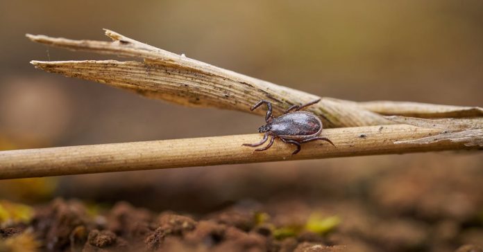 Lyme: Sinsi Tehdit ve Halk Sağlığına Etkileri
