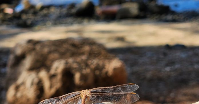 Sağlık Bakanlığı ve Kızılay'dan TÜRKÖK'te Kritik Protokol