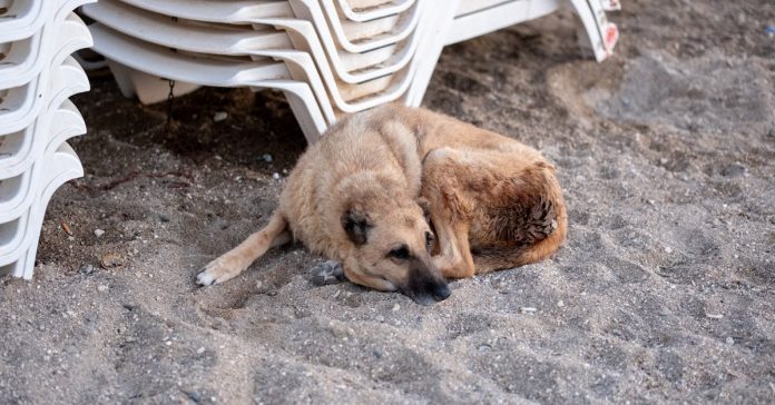 Sokak Kedisine Yaptığı Zulüm Kan Dondurdu: Tepkiler Çığ Gibi