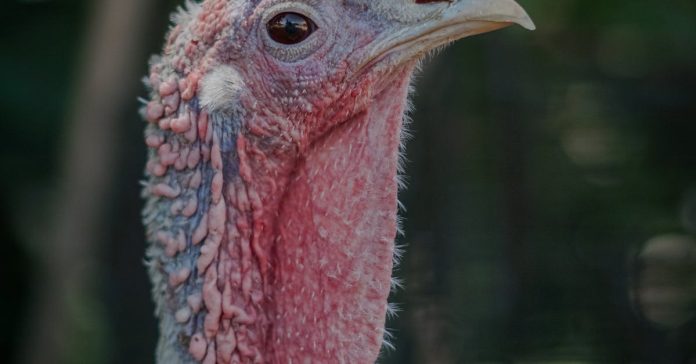 Survivor'da Nefise'nin Annesi Gündem Oldu: Kahkaha Tufanı!