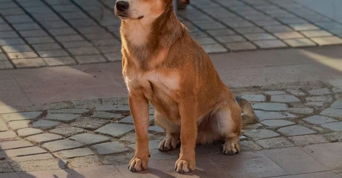 Van'da Köpek Saldırısı: Bakan Çiftçi'den Açıklama