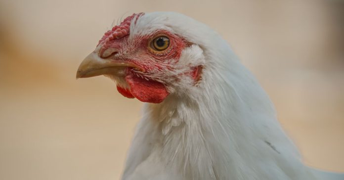 Beyaz Et Sektöründe 13 Şirkete Kayyım: Neler Oluyor?