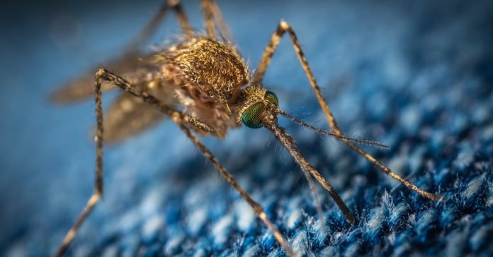 Chikungunya Kapıda: Metropoller Risk Altında