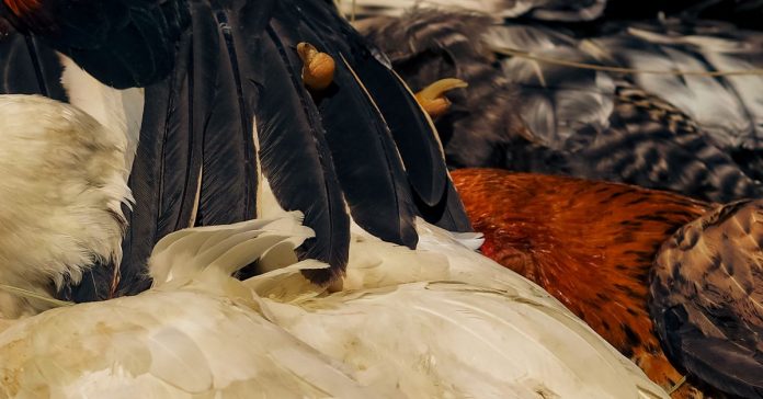 Yeni Virüs Alarmı: Kuş Gribi Dünyayı Tehdit Ediyor