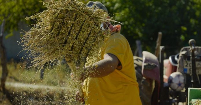 Hasat Zamanı: Bu Yıl Verim, Fiyatlar ve Tüyo'lar