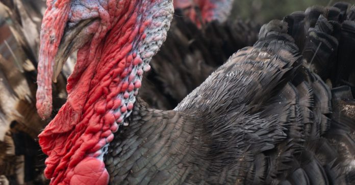 Kırkpınar'da 665. Tarihi Heyecan: Yağlı Güreş Ateşi Yükseliyor