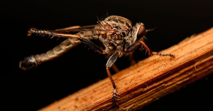 Kafatası İçi Yeni Organ: Kanserle Savaşan Gizli Savunma